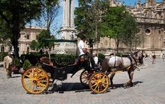  ESSENCE OF SEVILLE IN HORSE CARRIAGE